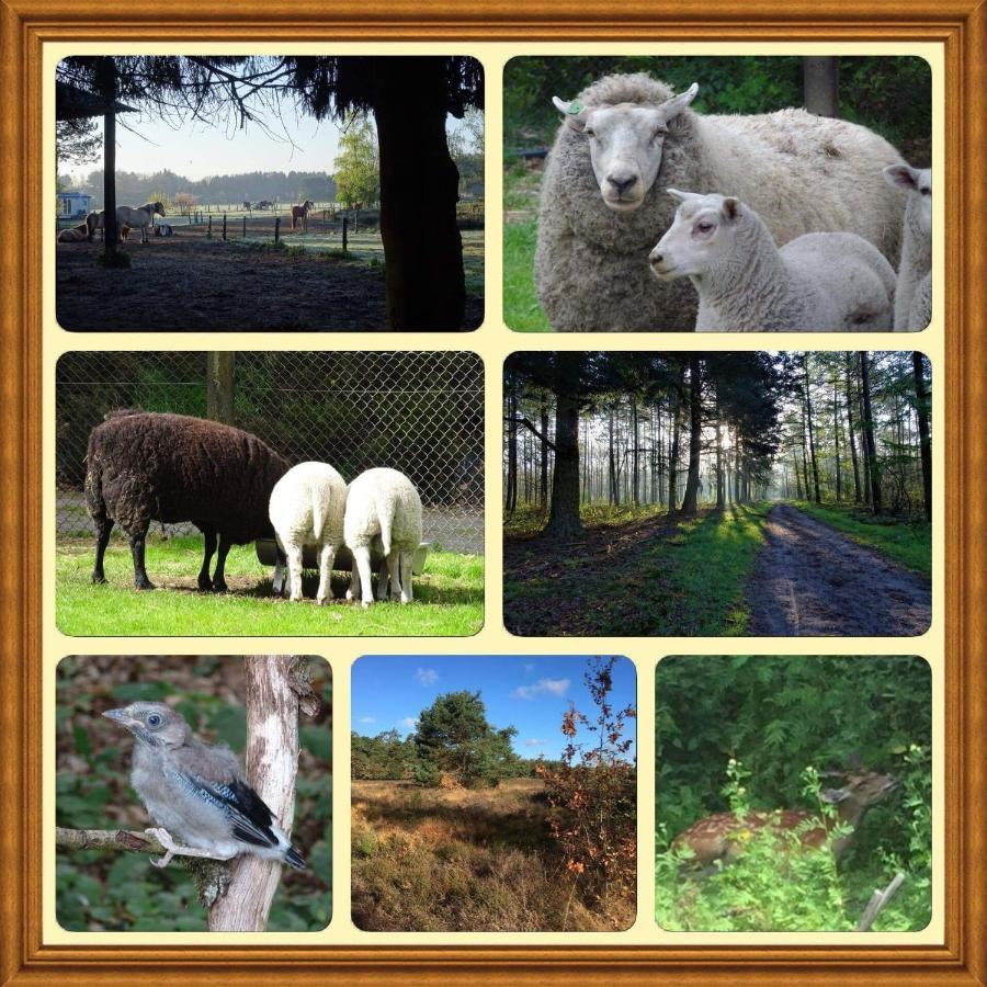 Veluwe Park Reewold Chalet Eclipse Putten Ngoại thất bức ảnh